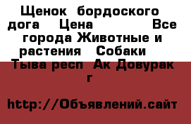 Щенок  бордоского  дога. › Цена ­ 60 000 - Все города Животные и растения » Собаки   . Тыва респ.,Ак-Довурак г.